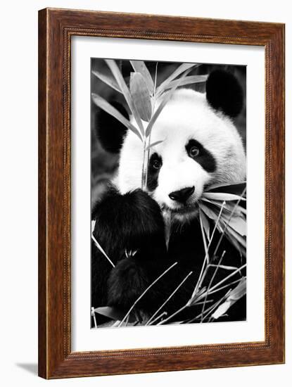 China 10MKm2 Collection - Giant Panda-Philippe Hugonnard-Framed Photographic Print