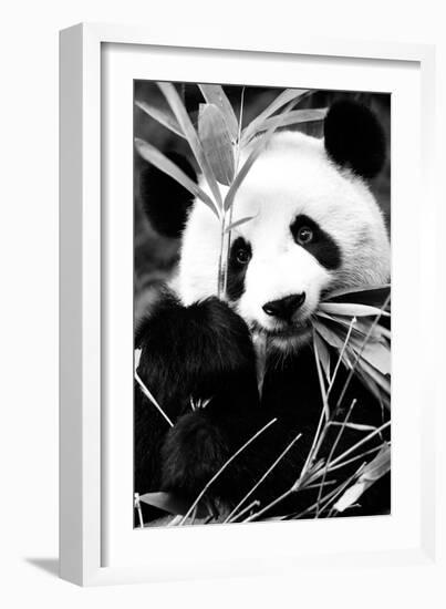 China 10MKm2 Collection - Giant Panda-Philippe Hugonnard-Framed Photographic Print