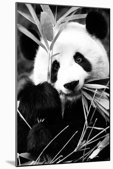 China 10MKm2 Collection - Giant Panda-Philippe Hugonnard-Mounted Photographic Print