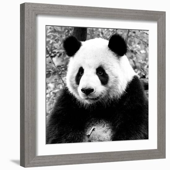 China 10MKm2 Collection - Giant Panda-Philippe Hugonnard-Framed Photographic Print