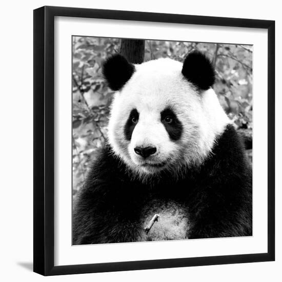 China 10MKm2 Collection - Giant Panda-Philippe Hugonnard-Framed Photographic Print