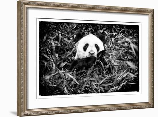 China 10MKm2 Collection - Giant Panda-Philippe Hugonnard-Framed Photographic Print