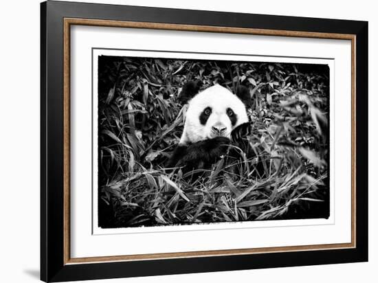 China 10MKm2 Collection - Giant Panda-Philippe Hugonnard-Framed Photographic Print