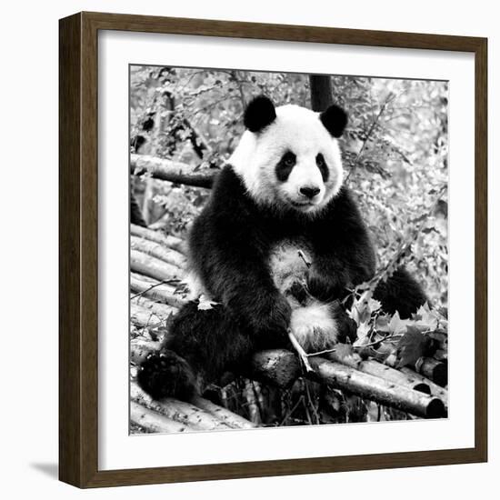 China 10MKm2 Collection - Giant Panda-Philippe Hugonnard-Framed Photographic Print