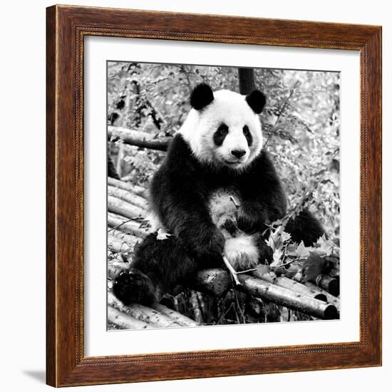 China 10MKm2 Collection - Giant Panda-Philippe Hugonnard-Framed Photographic Print