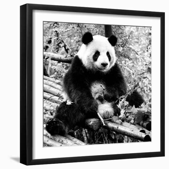 China 10MKm2 Collection - Giant Panda-Philippe Hugonnard-Framed Photographic Print