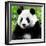 China 10MKm2 Collection - Giant Panda-Philippe Hugonnard-Framed Photographic Print