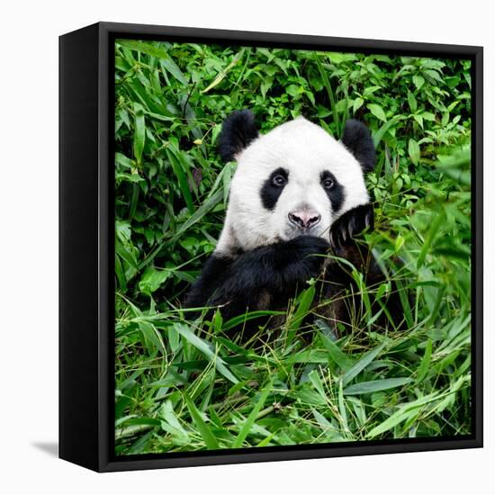 China 10MKm2 Collection - Giant Panda-Philippe Hugonnard-Framed Premier Image Canvas