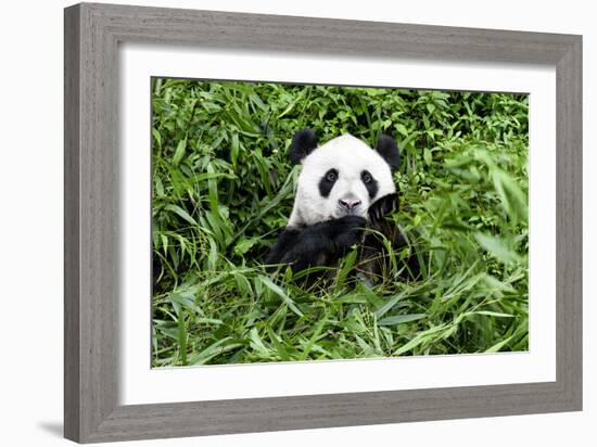 China 10MKm2 Collection - Giant Panda-Philippe Hugonnard-Framed Photographic Print