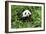 China 10MKm2 Collection - Giant Panda-Philippe Hugonnard-Framed Photographic Print