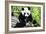 China 10MKm2 Collection - Giant Panda-Philippe Hugonnard-Framed Photographic Print