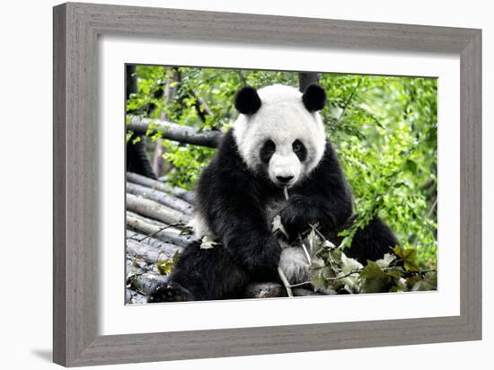 China 10MKm2 Collection - Giant Panda-Philippe Hugonnard-Framed Photographic Print