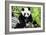 China 10MKm2 Collection - Giant Panda-Philippe Hugonnard-Framed Photographic Print