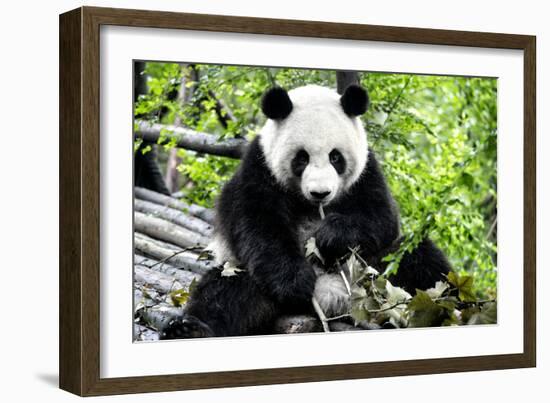 China 10MKm2 Collection - Giant Panda-Philippe Hugonnard-Framed Photographic Print