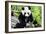 China 10MKm2 Collection - Giant Panda-Philippe Hugonnard-Framed Photographic Print