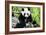 China 10MKm2 Collection - Giant Panda-Philippe Hugonnard-Framed Photographic Print