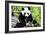 China 10MKm2 Collection - Giant Panda-Philippe Hugonnard-Framed Photographic Print