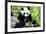 China 10MKm2 Collection - Giant Panda-Philippe Hugonnard-Framed Photographic Print