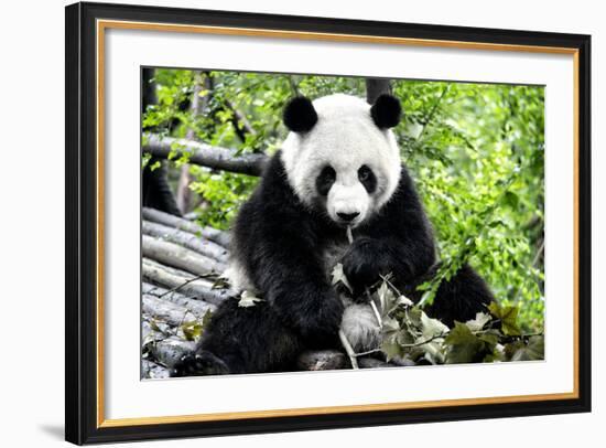 China 10MKm2 Collection - Giant Panda-Philippe Hugonnard-Framed Photographic Print