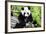 China 10MKm2 Collection - Giant Panda-Philippe Hugonnard-Framed Photographic Print