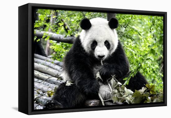 China 10MKm2 Collection - Giant Panda-Philippe Hugonnard-Framed Premier Image Canvas