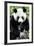 China 10MKm2 Collection - Giant Panda-Philippe Hugonnard-Framed Photographic Print