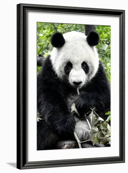 China 10MKm2 Collection - Giant Panda-Philippe Hugonnard-Framed Photographic Print