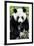 China 10MKm2 Collection - Giant Panda-Philippe Hugonnard-Framed Photographic Print