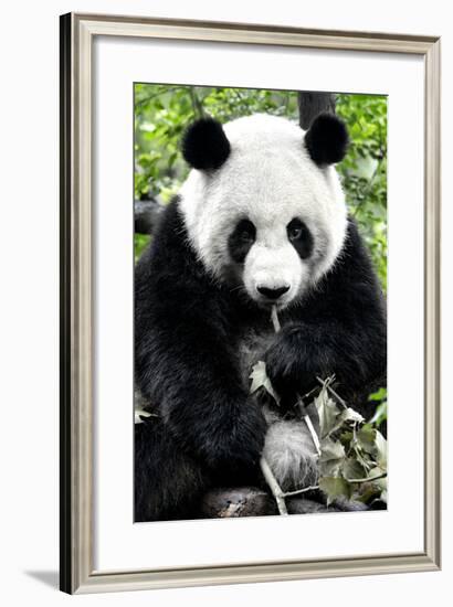 China 10MKm2 Collection - Giant Panda-Philippe Hugonnard-Framed Photographic Print