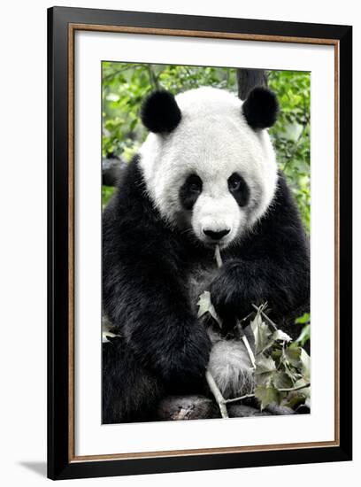 China 10MKm2 Collection - Giant Panda-Philippe Hugonnard-Framed Photographic Print