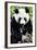 China 10MKm2 Collection - Giant Panda-Philippe Hugonnard-Framed Photographic Print