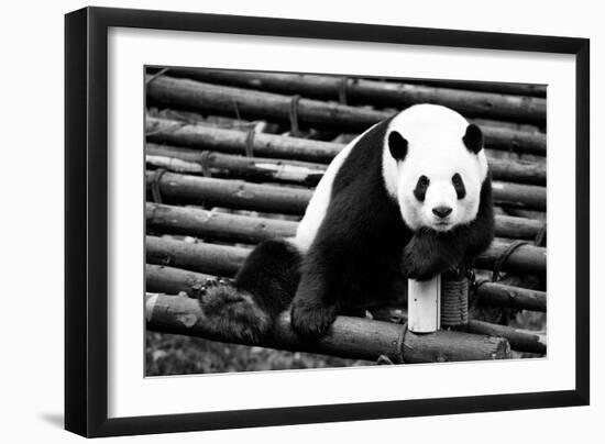 China 10MKm2 Collection - Giant Panda-Philippe Hugonnard-Framed Photographic Print