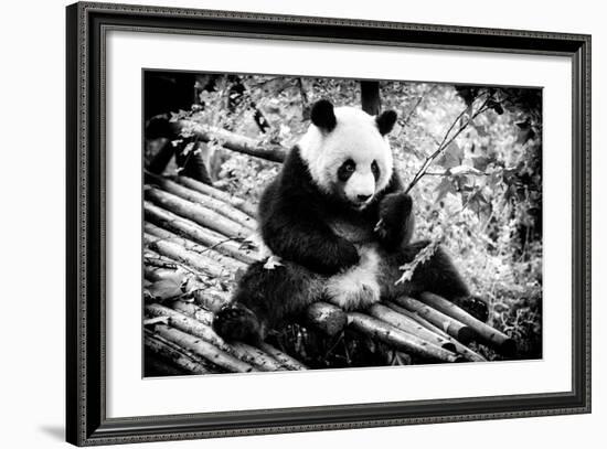 China 10MKm2 Collection - Giant Panda-Philippe Hugonnard-Framed Photographic Print