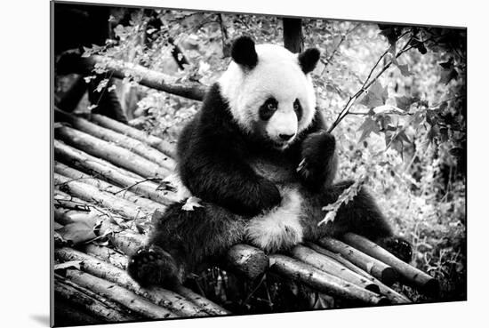 China 10MKm2 Collection - Giant Panda-Philippe Hugonnard-Mounted Photographic Print