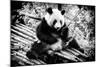 China 10MKm2 Collection - Giant Panda-Philippe Hugonnard-Mounted Photographic Print