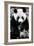 China 10MKm2 Collection - Giant Panda-Philippe Hugonnard-Framed Photographic Print