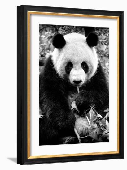 China 10MKm2 Collection - Giant Panda-Philippe Hugonnard-Framed Photographic Print