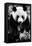 China 10MKm2 Collection - Giant Panda-Philippe Hugonnard-Framed Premier Image Canvas