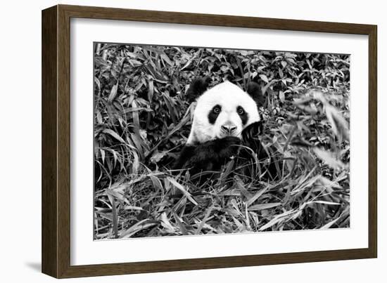 China 10MKm2 Collection - Giant Panda-Philippe Hugonnard-Framed Photographic Print