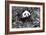 China 10MKm2 Collection - Giant Panda-Philippe Hugonnard-Framed Photographic Print