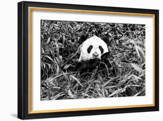 China 10MKm2 Collection - Giant Panda-Philippe Hugonnard-Framed Photographic Print