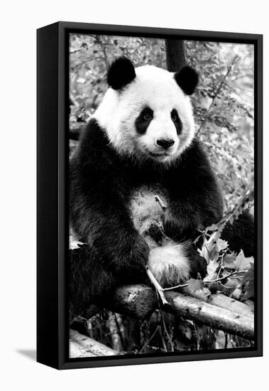 China 10MKm2 Collection - Giant Panda-Philippe Hugonnard-Framed Premier Image Canvas