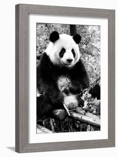 China 10MKm2 Collection - Giant Panda-Philippe Hugonnard-Framed Photographic Print