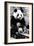 China 10MKm2 Collection - Giant Panda-Philippe Hugonnard-Framed Photographic Print