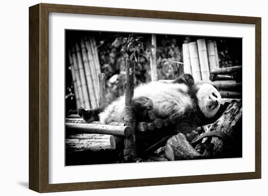 China 10MKm2 Collection - Giant Panda-Philippe Hugonnard-Framed Photographic Print