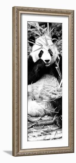 China 10MKm2 Collection - Giant Panda-Philippe Hugonnard-Framed Photographic Print