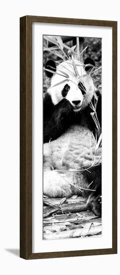 China 10MKm2 Collection - Giant Panda-Philippe Hugonnard-Framed Photographic Print