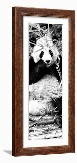 China 10MKm2 Collection - Giant Panda-Philippe Hugonnard-Framed Photographic Print