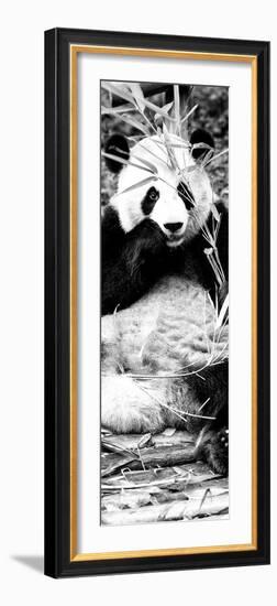 China 10MKm2 Collection - Giant Panda-Philippe Hugonnard-Framed Photographic Print