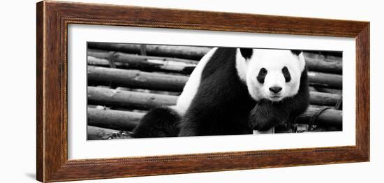 China 10MKm2 Collection - Giant Panda-Philippe Hugonnard-Framed Photographic Print